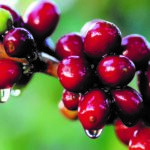 Organic Huehuetenango (washed process) unroasted green beans