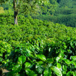 8 Bags/1 lb Each (subscribe) unroasted green beans