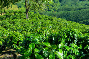 Colombia Plantation