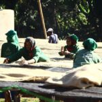 5lb Ethiopia Guji (subscribe) unroasted green beans