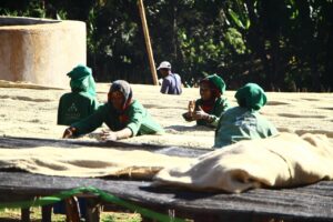 Hambela Guji Hambela Guji