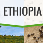 Harrar (wholesale) fresh roasted coffee