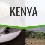 Kenya AA (wholesale) fresh roasted coffee