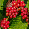 India Robusta Cherry