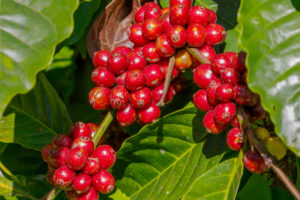 India Robusta Cherry