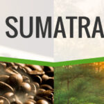 Sumatra Mandheling (wholesale) fresh roasted coffee