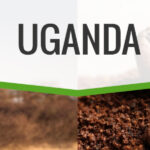 Uganda (origin blend) unroasted green beans