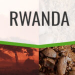 Rwanda AA (origin blend) fresh roasted coffee