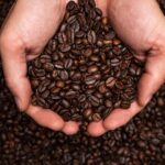 hands holding coffee beans