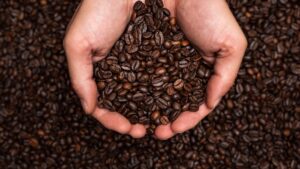 hands holding coffee beans