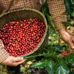 coffee berries being harvested