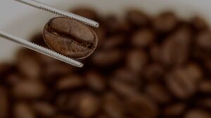 Coffee bean up close