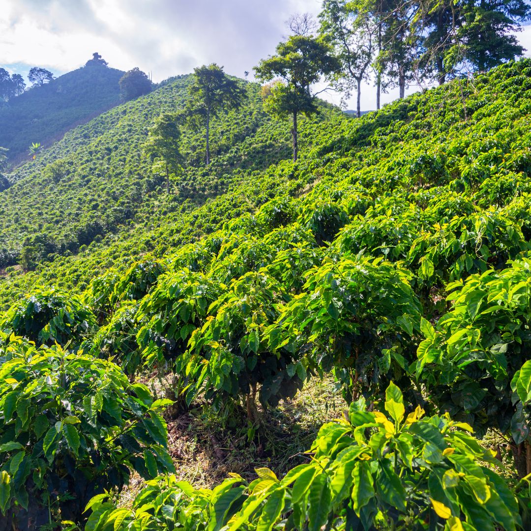 coffee field