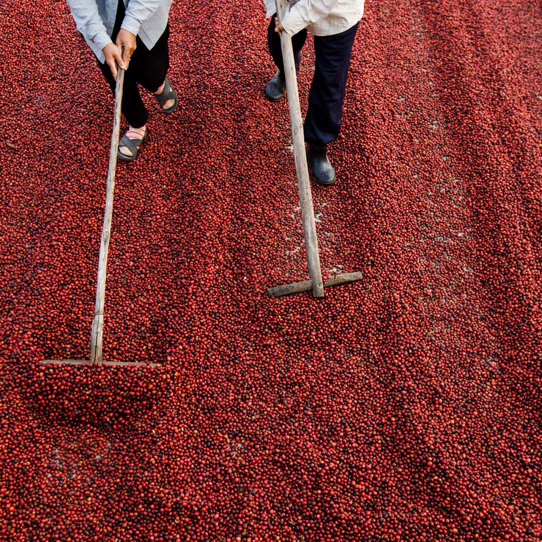 processing coffee beans
