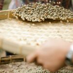 sorting unroasted coffee beans