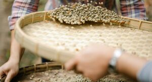 sorting unroasted coffee beans