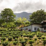 Quick Order (5-LB Single Origin) green coffee beans