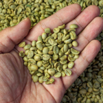 green coffee beans