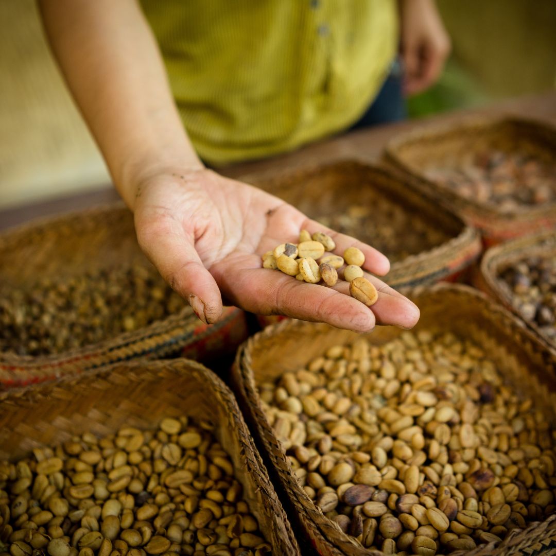 person holds unroasted coffee beans