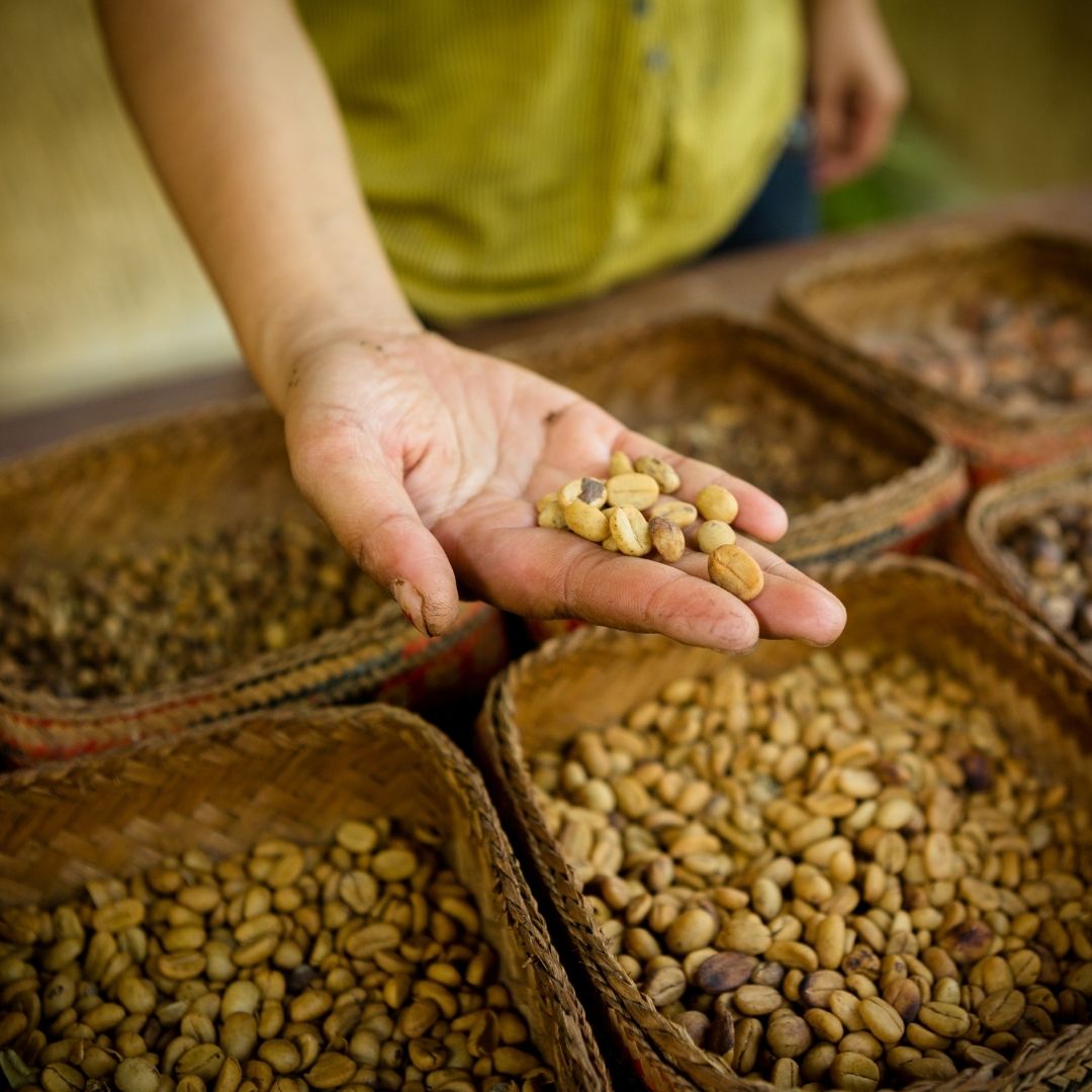 sorting unroasted coffee beans